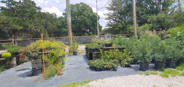 In addition to mulch they also sell plants and shrubs.