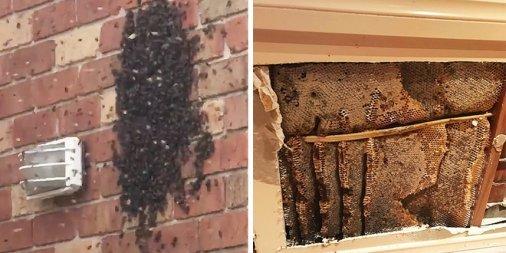 On the left you see a group of Live Honey Bees bunched up in Swarm, while on the right you see an open Siding to expose Honey Comb:)