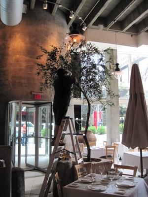 custom made 11 foot tall Olive tree at Milo.