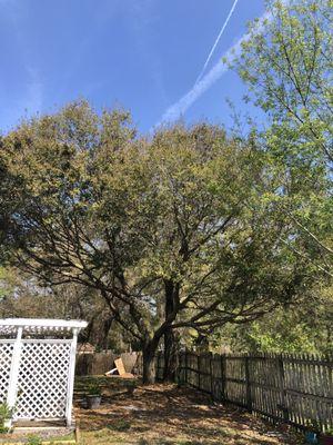 Backyard. Large trees maintained in a healthy way. Post Arborist care.