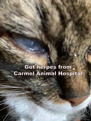 Carmel Animal Hospital