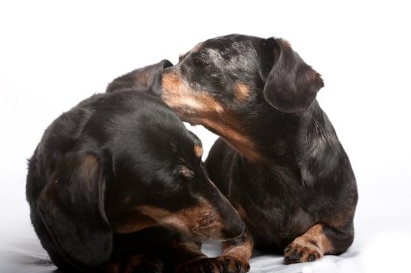 Older dogs need love too! This senior bonded pair was adopted together from the SC SPCA.