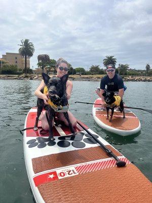 My dogs on paddleboards