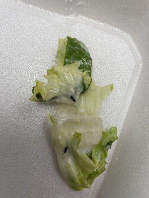 Found 2 lil bugs in my Cesar Salad  Should've stuck with pasta.