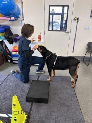 Peggy w/ Reign Winter doing agility stability exercises!