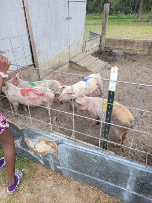 Pig racing