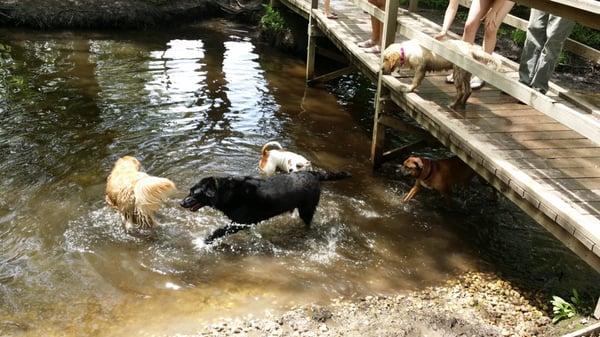 There are a couple areas where water collects and makes for a fun spot where dogs can jump in and cool off.