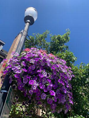 Hanging baskets outside of the Boulangerie