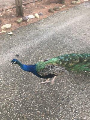 One of over 15 Peacocks on site.