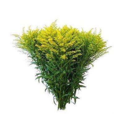 SOLIDAGO