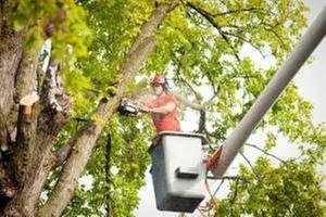 Turney Tree Service