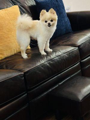 Pomeranian