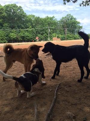 Lots of open dirt. Personally, I wish there was more grass but the dogs don't seem to mind! Jumps can be seen in the background!