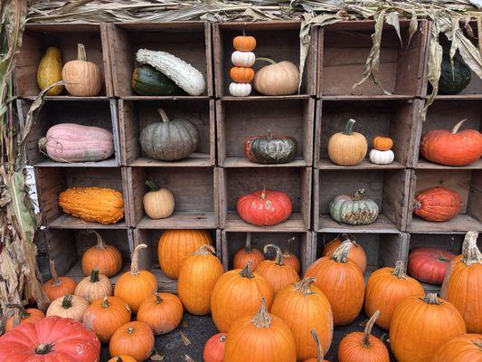 Pumpkins and squash for sale!