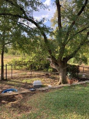 Wind damaged tree falling on fence