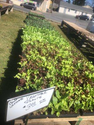 Large selection of cold weather vegetable plants