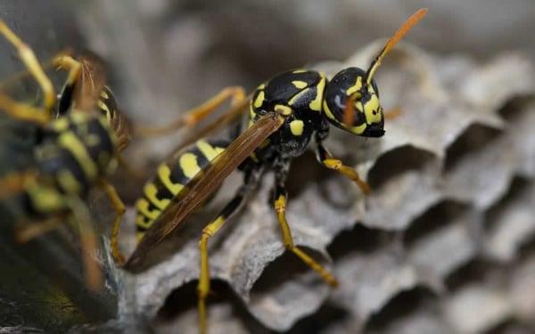 Paper nest wasp close up.