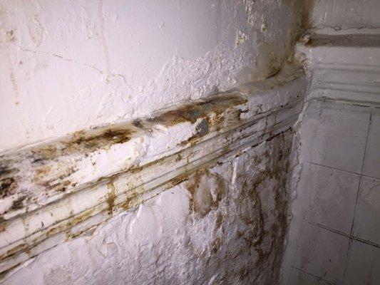 Mold oozing through the wall!!