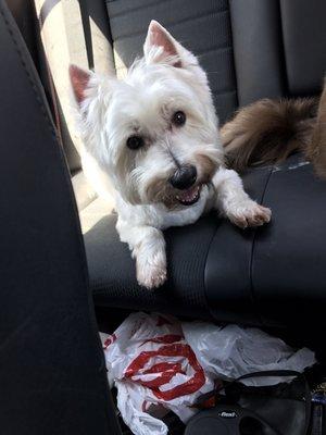 My westie with a much needed cleaned up face!