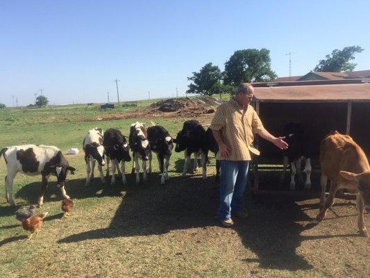 Farmer Danny with his "up and coming' cows