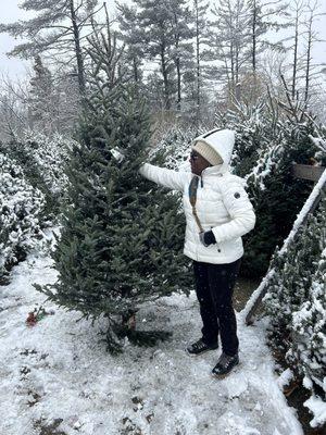 Choosing a tree at Abbey Farms!