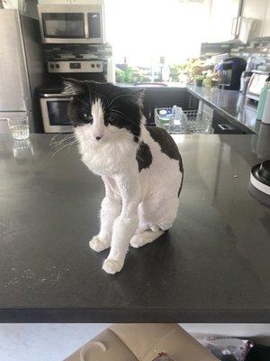 Shaved cat