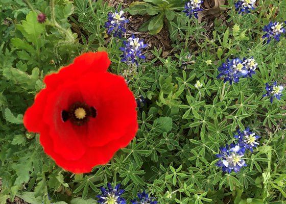 Arborilogical Services, Inc. native landscaping- a lone poppy amidst the bluebonnets.