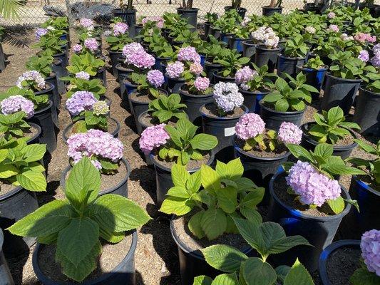 Hydrangeas / hortensias