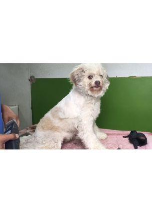 My sweet Joey with windblowing his hair during his cut. So cute!