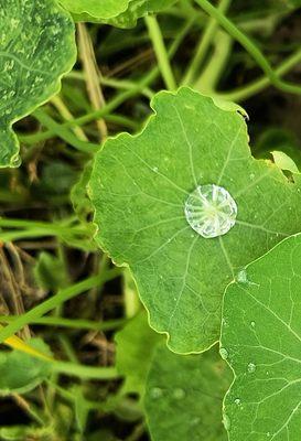 Morning dew. Nasturum leaf.  Exquisite.