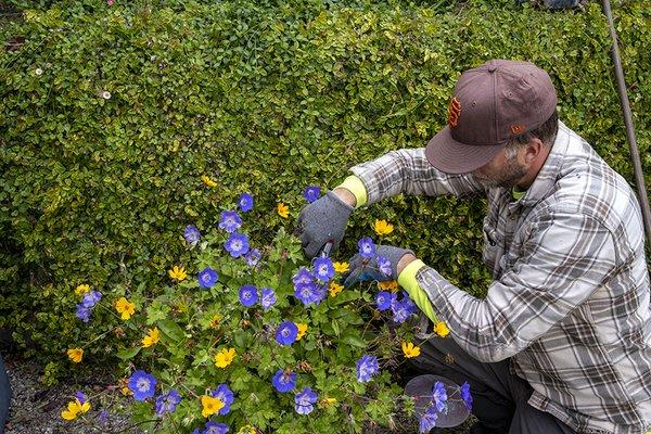 perennial garden maintenance