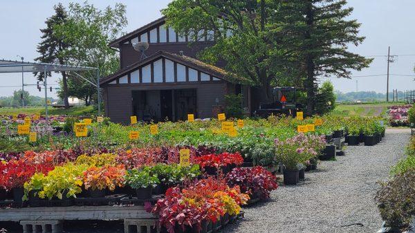 Lots of ground cover options