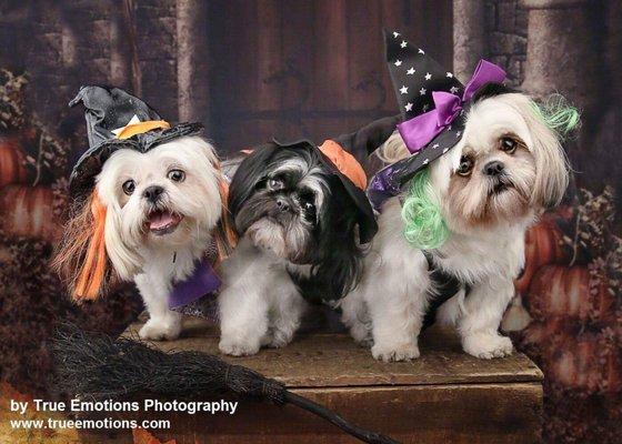 Halloween Pet Portraits - my 3 little witches