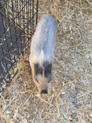 Little Explorers Petting Zoo @Los Altos Fall Festival