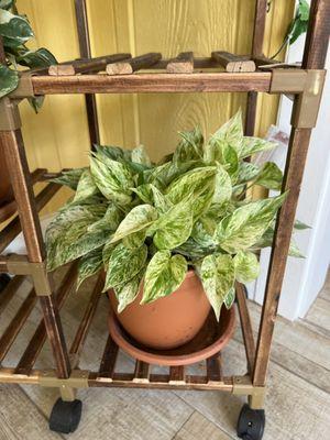 My newest purchase! They offer a wide variety of Pothos plants.