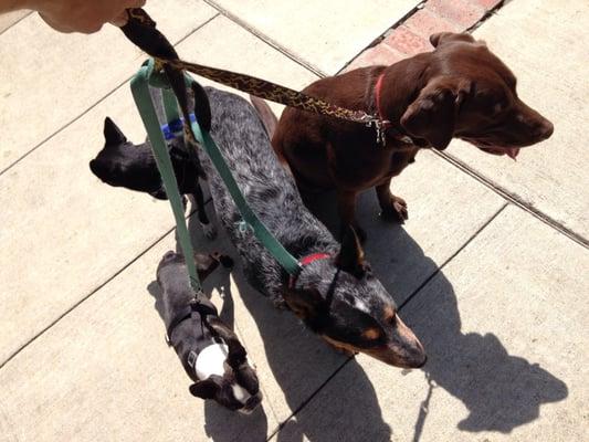 dog pack out for some exercise