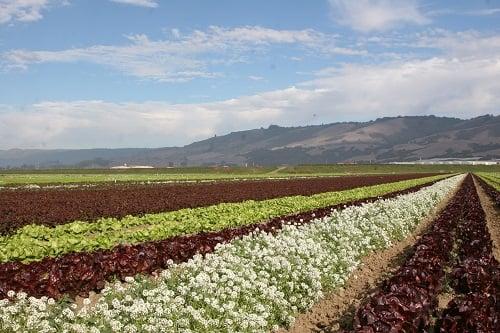 Lakeside Organic Gardens