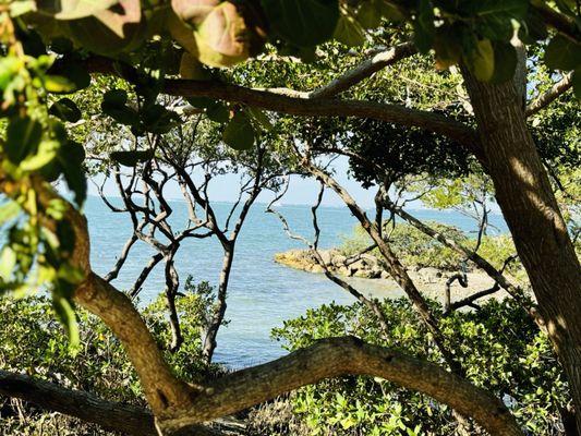 1/24 Sarasota Bay through mangroves