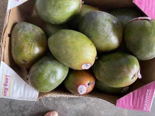 All mangoes on sale for $4:50 are rotten and don't buy ask for refund