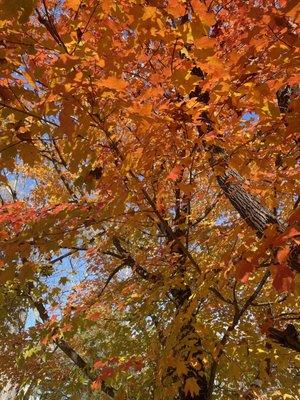 Trees in the fall