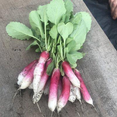 French Breakfast Radish bunch