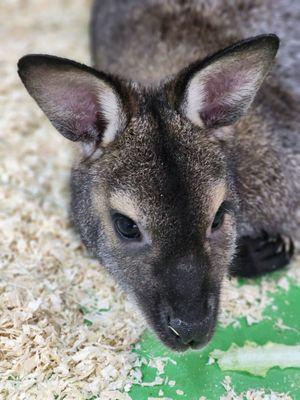 Baby Wallaby