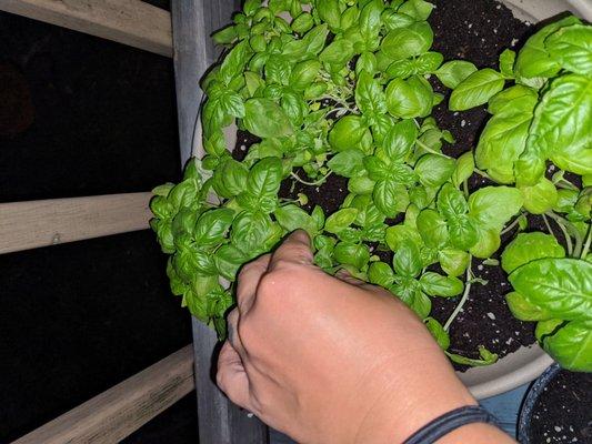 Basil transplanted