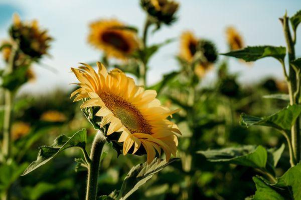 Sunflowers at Von Bergen's Sunflower Festival