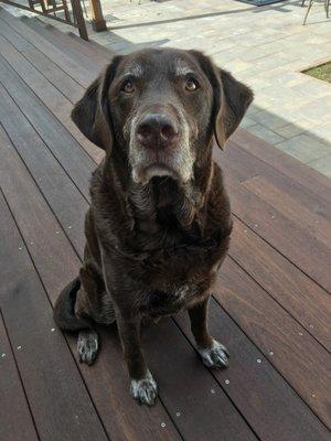 This is Jake, my beautiful chocolate lab.