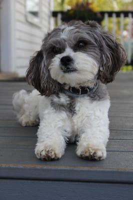 Oreo - Our Shop Dog