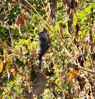 Tufted titmouse