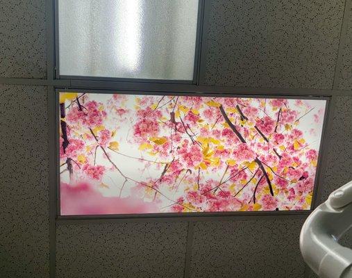 Love staring cherry blossoms while getting treatment.