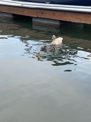 The ducks are cute!