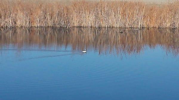 Wood Duck